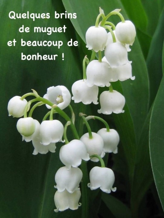 muguet 2025